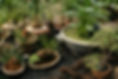 Exotic Potted Plants 
