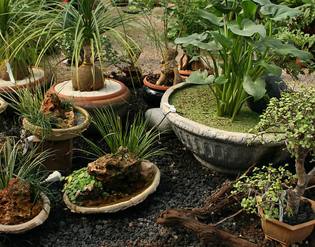 Exotic Potted Plants