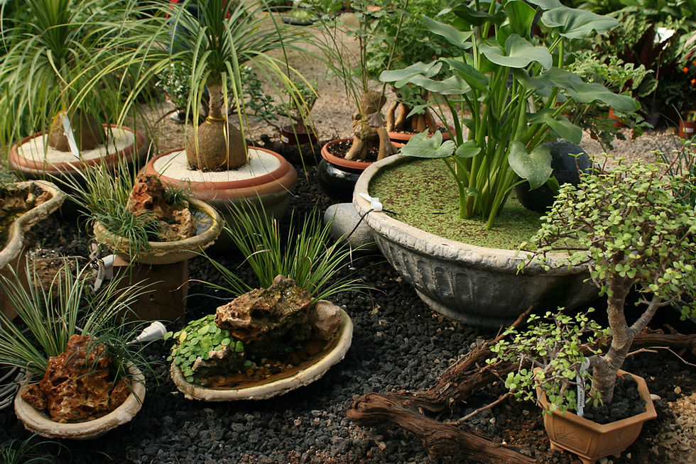 Decorative Plant Arrangement