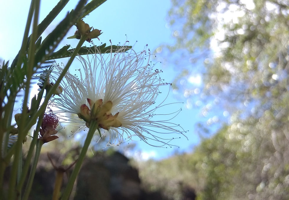 flor en contraste con el cielo