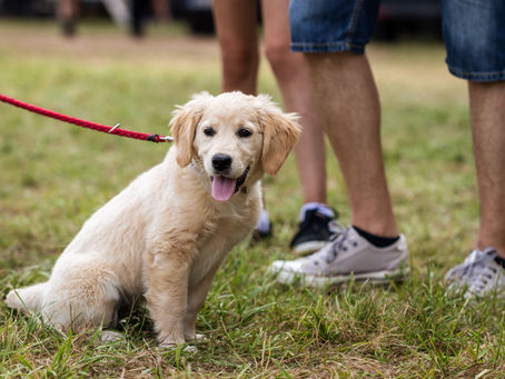 "Wie erziehe ich meinen Welpen zur Stubenreinheit?"