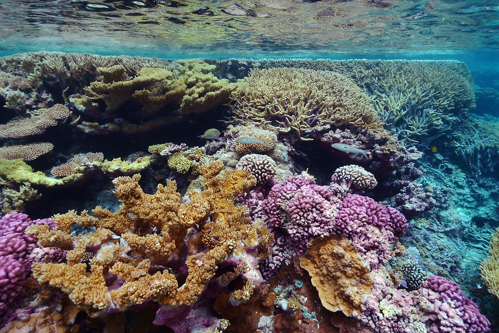 Coral Gardens.jpg