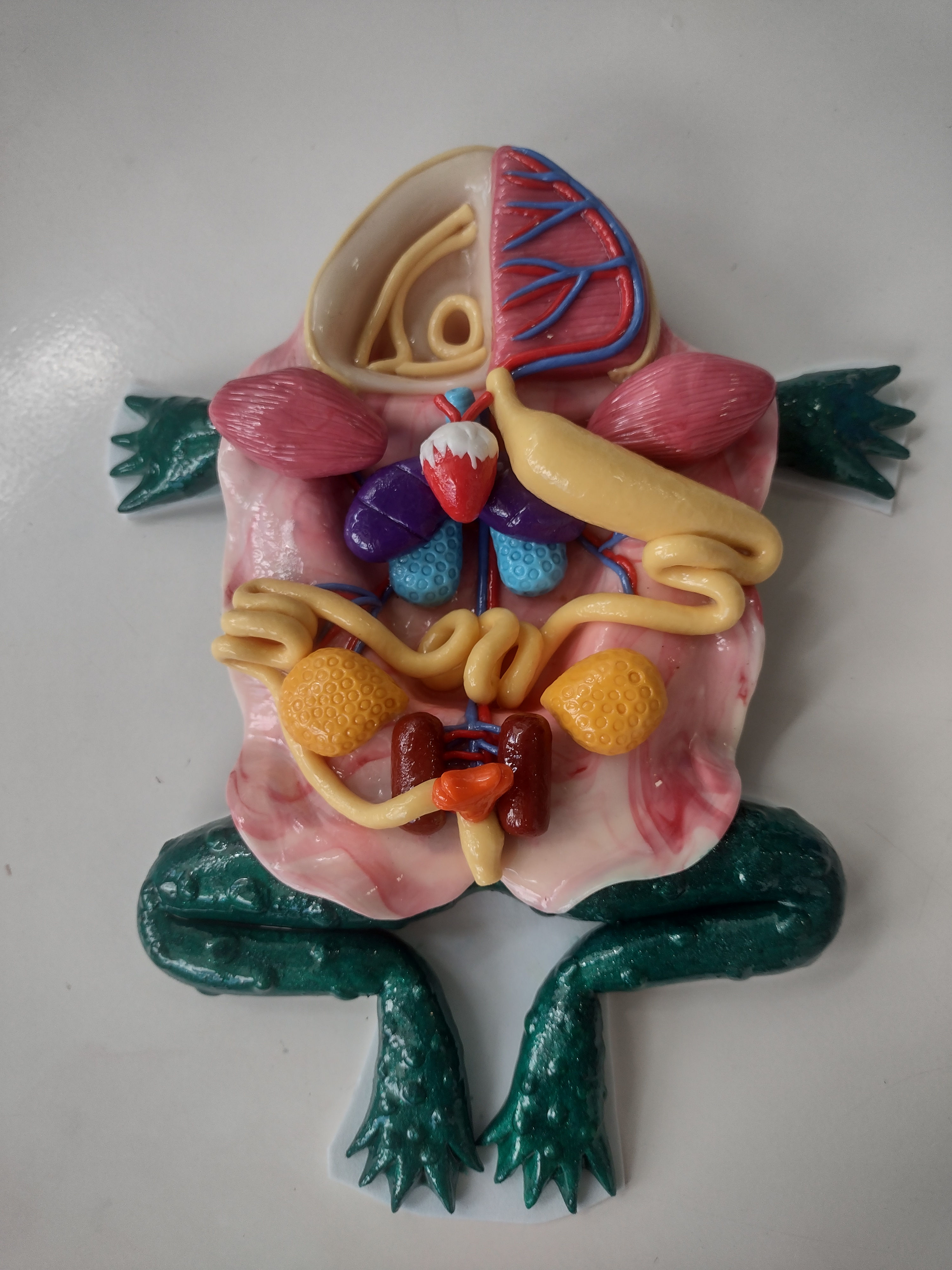 Modelo Rã dissecada