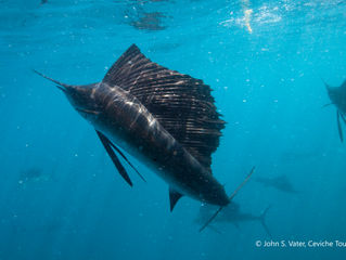 Experience the Thrill of Sailfishing in Isla Mujeres with Ceviche Tours