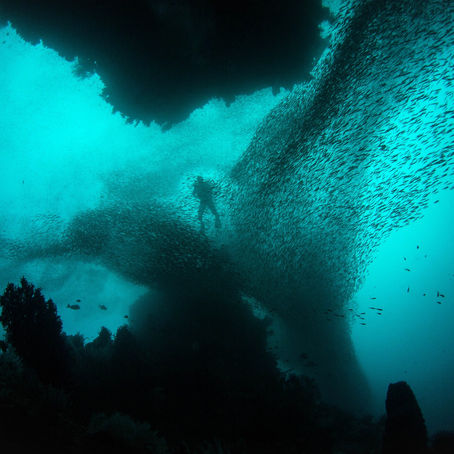 Croisière plongée à Raja Ampat