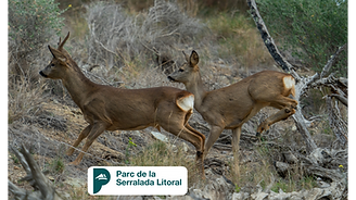 Parc Serralada Litoral