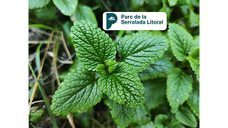 Parc Serralada Litoral