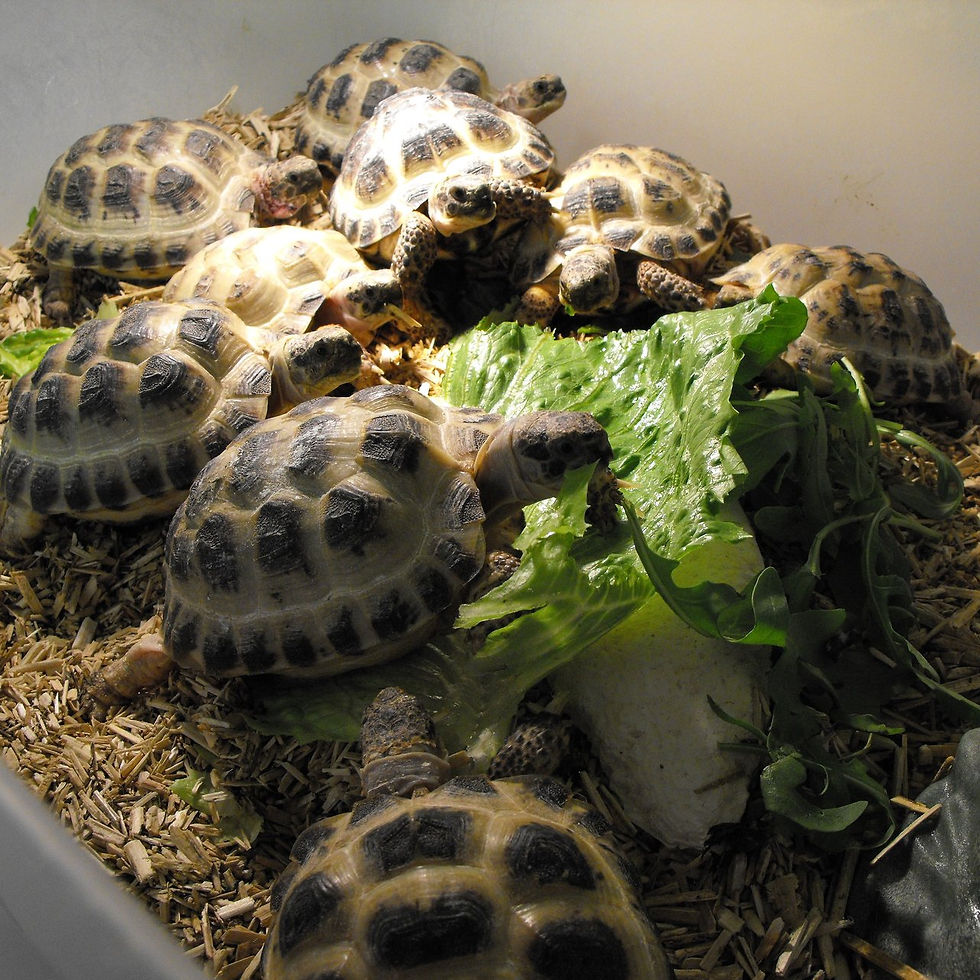 The Tortoise Shop.