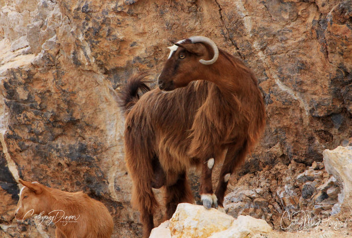 GOATS  sur OMAN b_for Calander.jpg