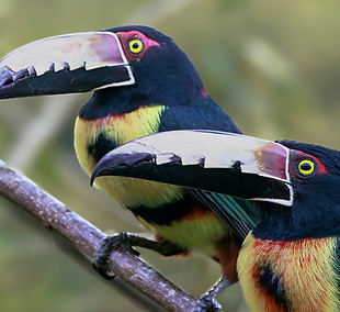 Hero_Banner_Avistamiento_de_aves_Panama_City_4691e4cb-9cf4-4534-8d92-561825f58070.jpg