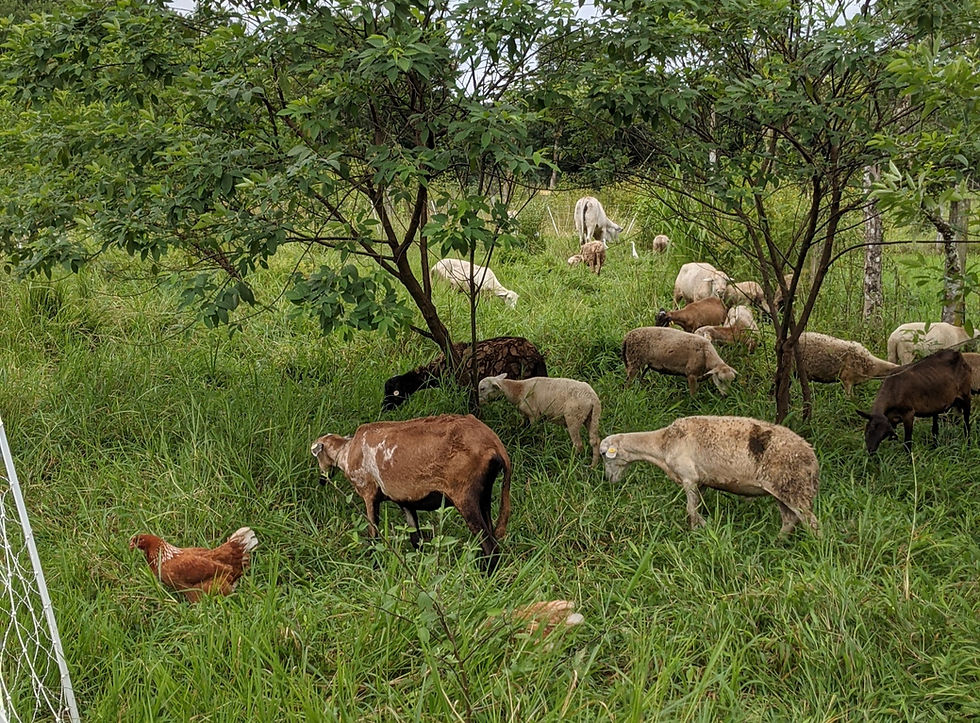 Thumbnail: Arrendamos Potreros para Proyectos Agroecologicos