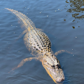Aligator resting on surface of water