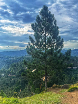 Tall pine tree on a hillside with cloudy sky and view of mountains