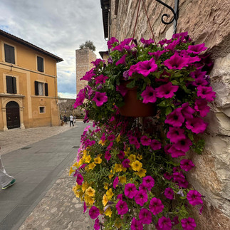 Bush of purple and yellow flowers against a village backdrop