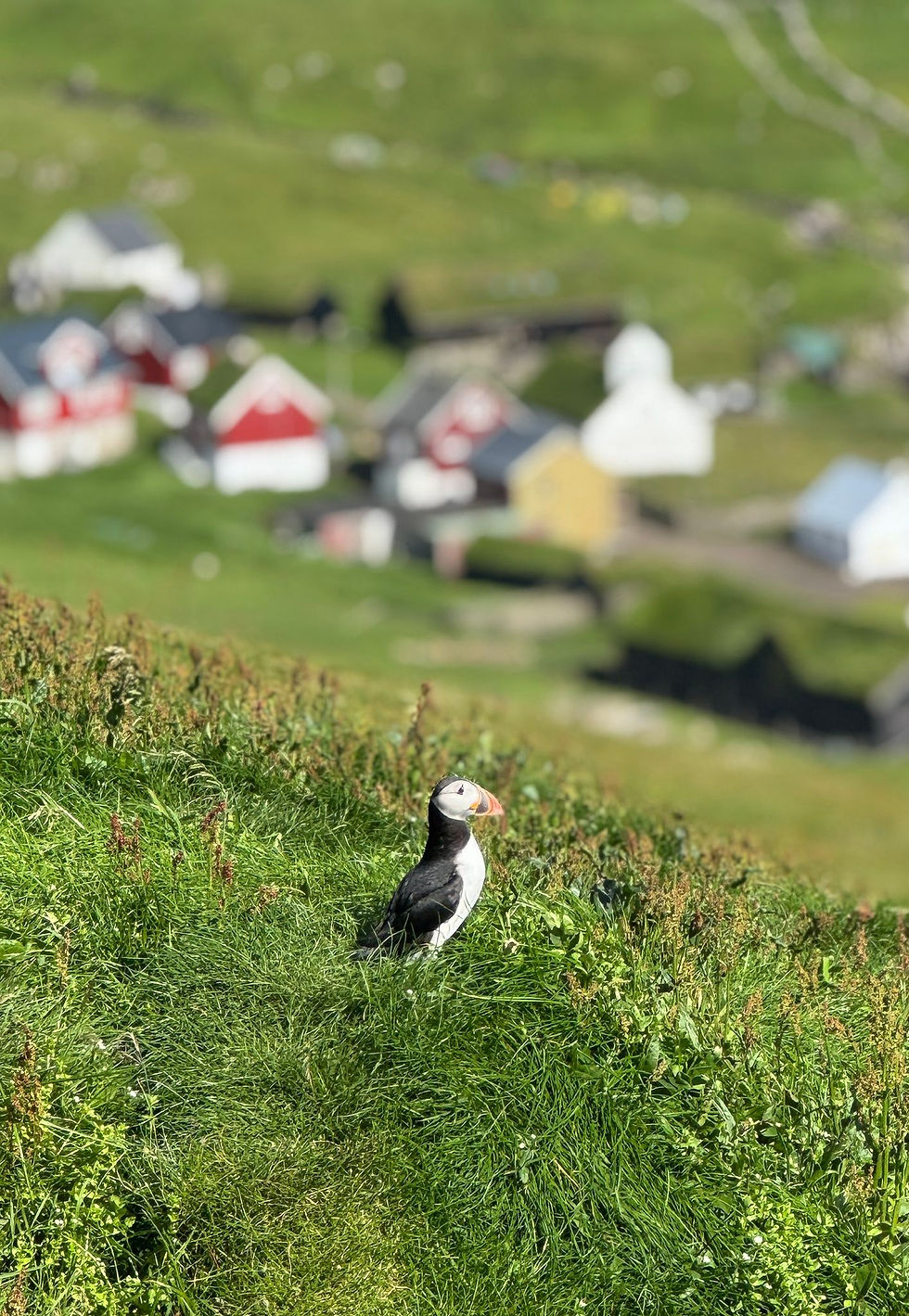 A puffin stands on lush green grass, with a blurred background of colorful houses on a sunny, hilly landscape.