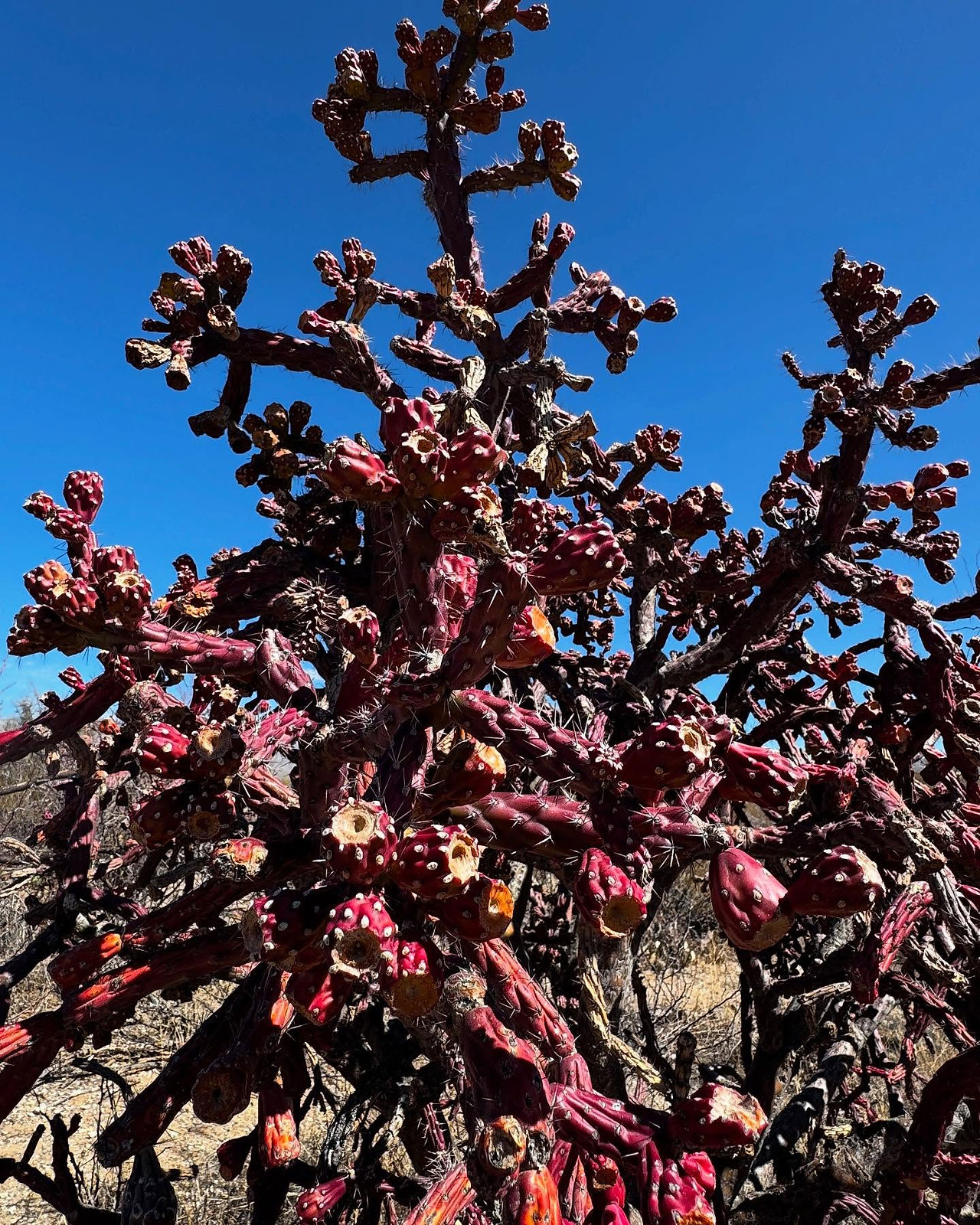 Red berries on a desert plant with a blue sky in background