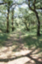 walk in the local cork forests