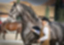 The Golega Horse Festival