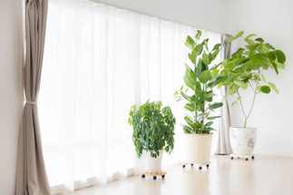 観葉植物を撮影の背景に使えば良いアクセントに。