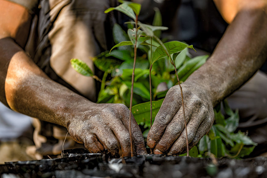 pépinière et jeune plant à maromizaha pour la reforestation et restoration de l'habitat des lémuriens