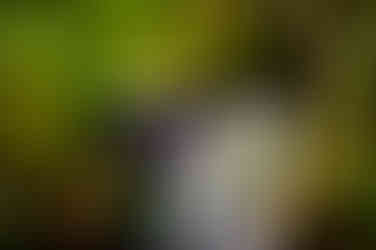 lémurien de madagascar, l'indri indri par GERP