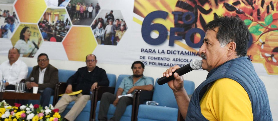 Avanza análisis del proyecto de ley para la protección de polinizadores en Oaxaca