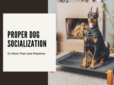 The Truth About Proper Dog Socialization: More Than Just Playtime