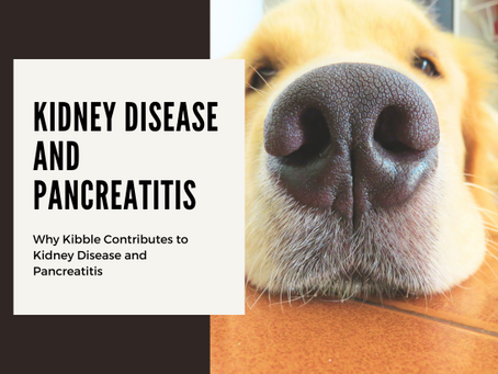 Why Kibble Contributes to Kidney Disease and Pancreatitis — And Why Fresh Food is the Solution