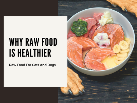 Why Raw Food is Healthier for Dogs and Cats