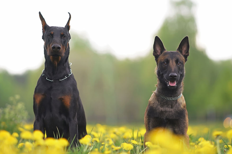 doberman_5