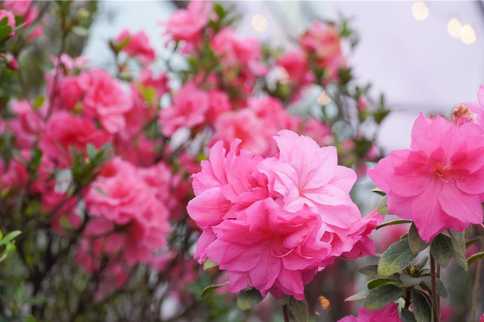 萬里、金山是全台杜鵑第一大產區、年產量高達600萬株。(高鈞麟攝)