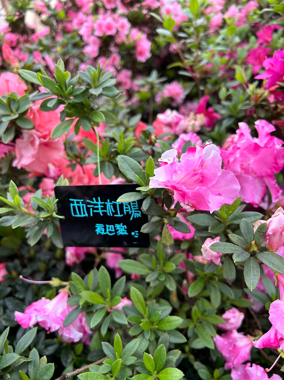 ree