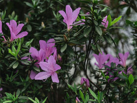一起認識 · 國寶級《烏來杜鵑》