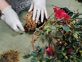 秋遊萬金 杜鵑小旅行限量100名額即日報名