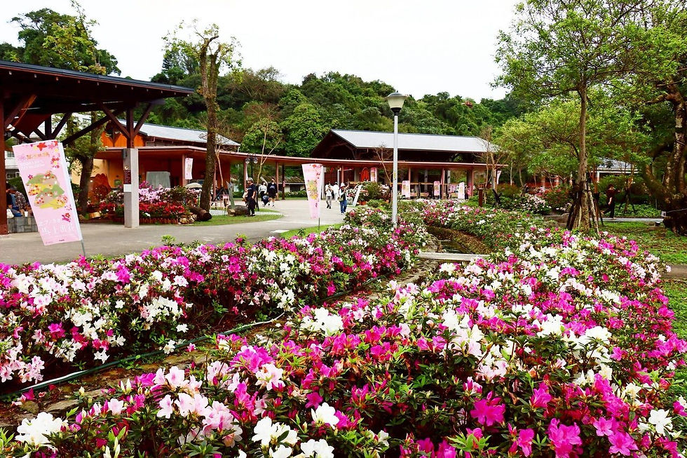 萬金杜鵑雙展區迎盛開 把握賞花時機來萬金一日遊