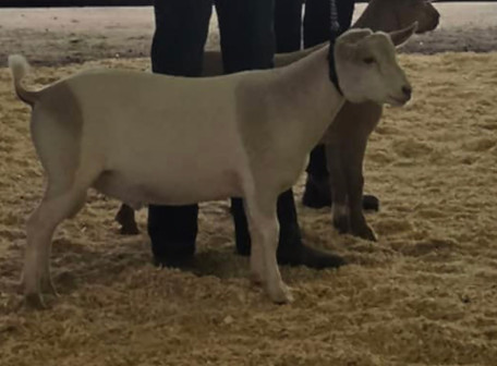 8090897792472618501.jpg