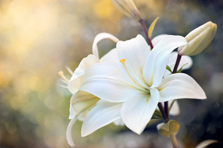 Glamorous-Faces-Lily.jpg