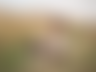 כך כלבים עוזרים לילדים עם הפרעות קשב