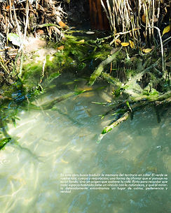 ARBOL POST-23.jpg
