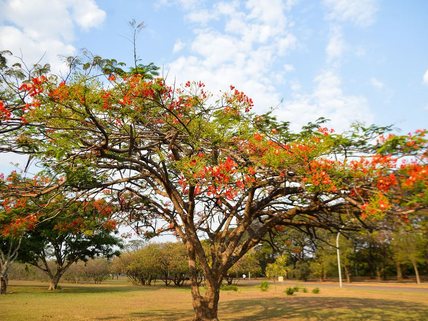 A primavera chega neste sábado, em plena madrugada e com calor de verão...