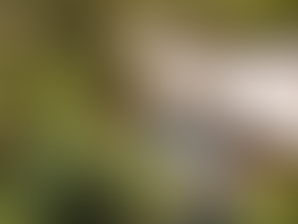 Lei disciplina intervenção e implantação de instalações para recuperação e proteção de nascentes