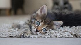 Somarie L Elevage De Chats Siberiens L France
