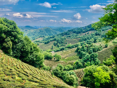West Hangzhou- Tea Plantations