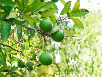 Seguros agrícolas para frutas serão avaliados em videoconferência do Mapa