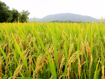 Mais de 50% do arroz semeado na região de Restinga Seca (RS) já foi perdido