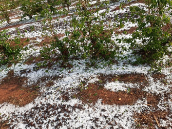 Produtores de café calculam prejuízos após chuva de granizo em Três Pontas, MG
