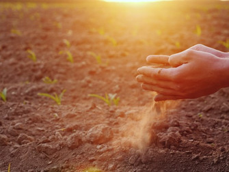 Garantia-Safra autoriza pagamento para mais de 88 mil agricultores familiares