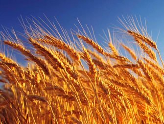 Produção de trigo da Índia é prejudicada por onda de calor