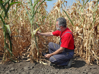 Agricultores receberam R$ 3,6 bilhões em indenizações de seguro rural entre janeiro e outubro
