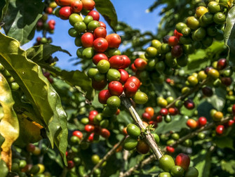 La Niña pode impactar próxima safra de café